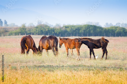 Alberese (Gr), Italy, horses grazing in the Maremma Regional Park