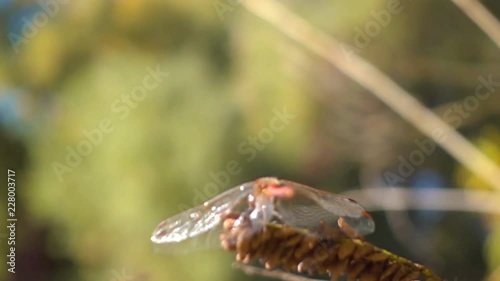 Red dragonfly flies away. Slow motion at a shutter speed of 960 frames per second. Shallow depth of field photo
