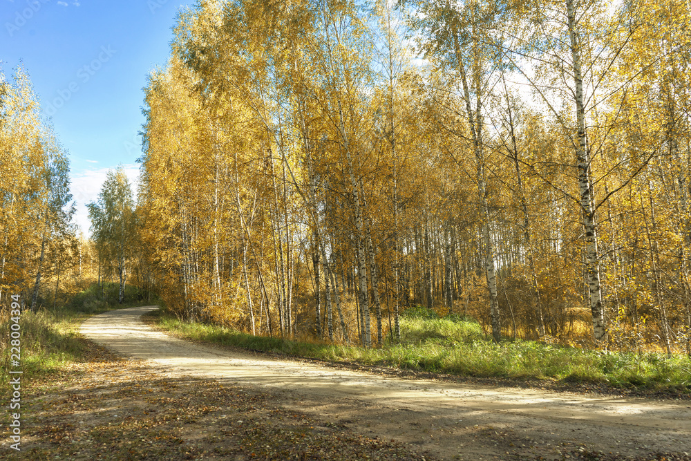 Road in the autumn forest