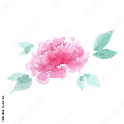 Watercolor tender pink peony flower. Floral botanical flower. Isolated illustration element. Aquarelle wildflower for background, texture, wrapper pattern, frame or border.