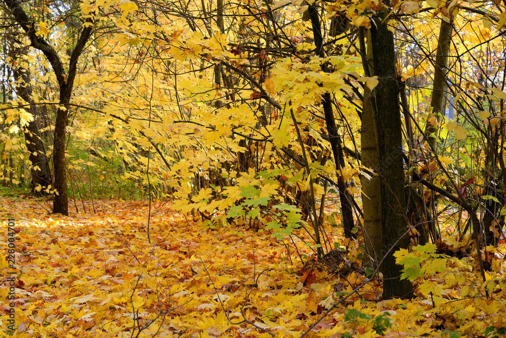 Obraz premium Park at autumn.