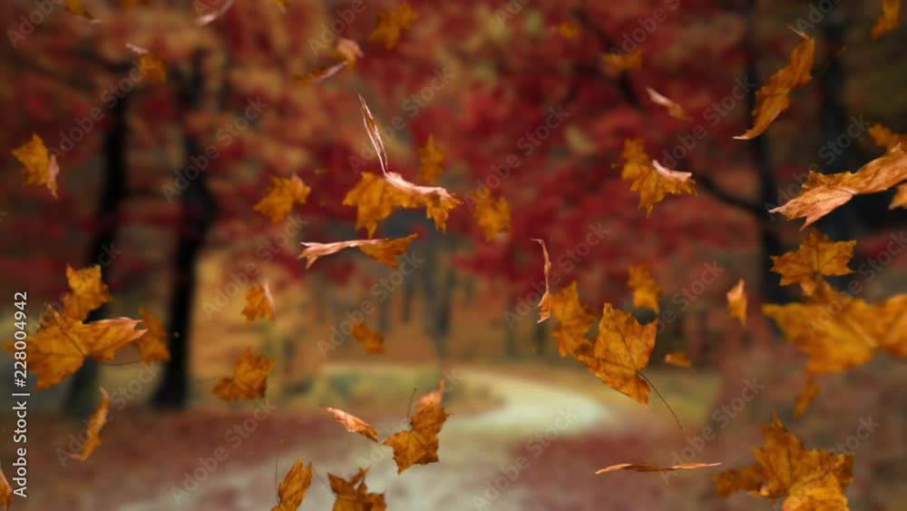 Seamlessly looping autumn leaves - Includes alpha