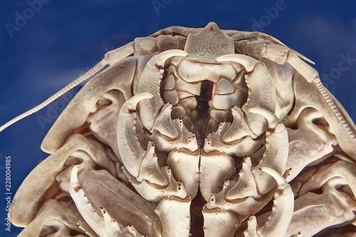Giant isopod detail photo