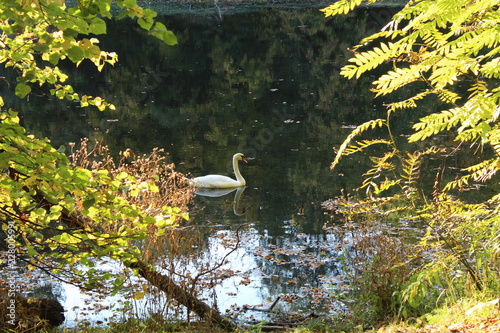 Schwan in herbstlicher Kulisse photo