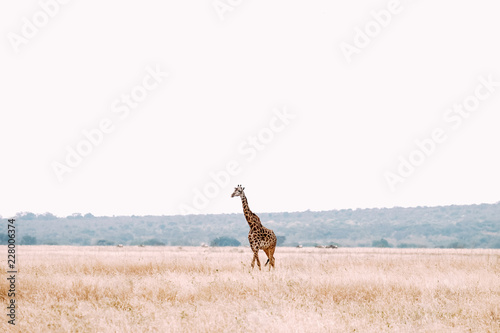 Giraffe Wanderung Afrika Savanne hell