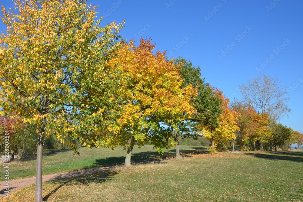 Bunte Herbstlandschaft unter stahlblauem Himmel