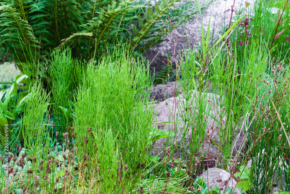 Fototapeta premium Decorative alpine hill with growing plants