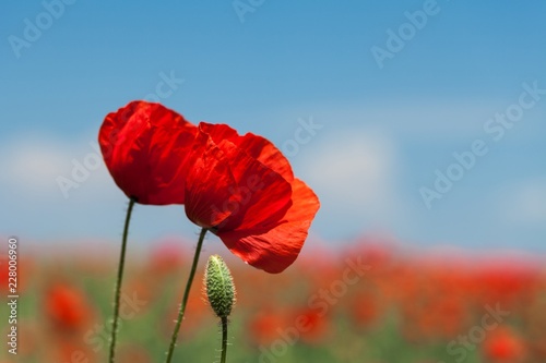 Red poppy flowers in a field