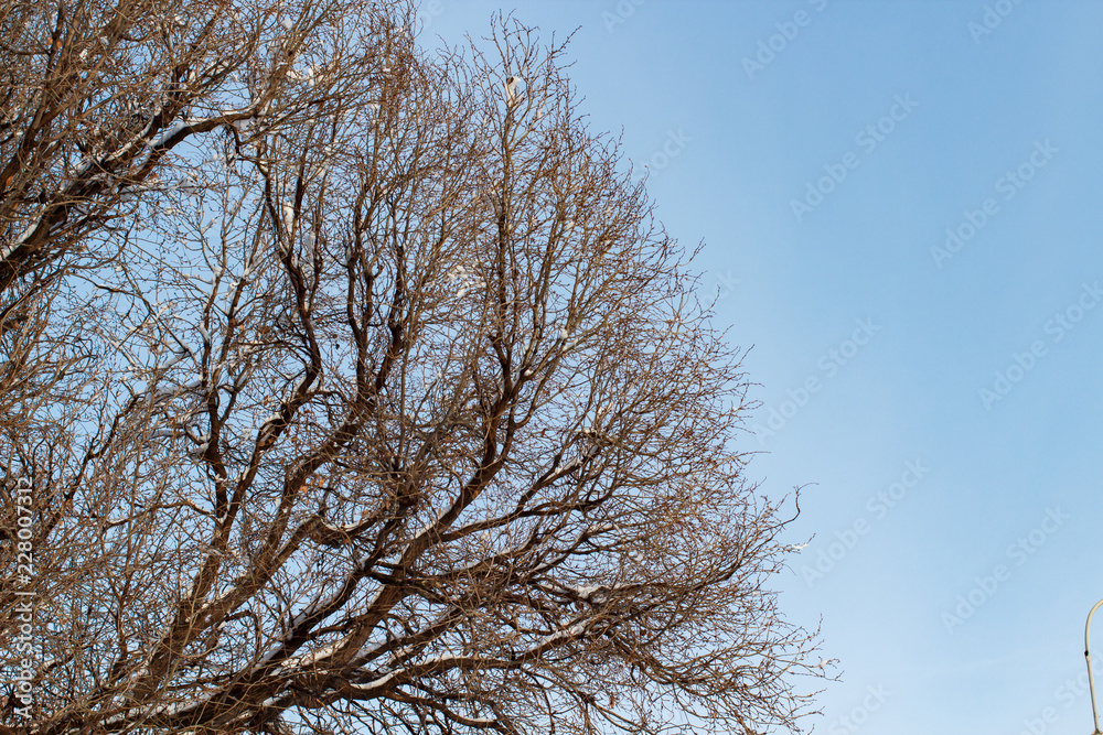 background of trees for a double exposure, trees against the sky, branches on a homogeneous blue background, many branches, branches in snow, snow on branches, snow on trees background of trees for a double exposure, trees against the sky, branches on a homogeneous blue background, many branches, branches in snow, snow on branches, snow on trees