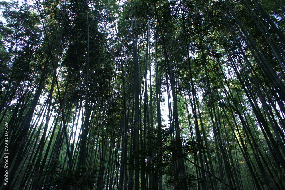Fototapeta premium Bamboo forest