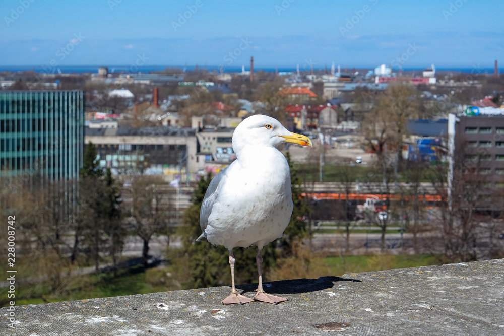 Seagull in Tallinn