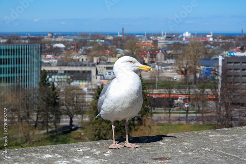 Seagull in Tallinn