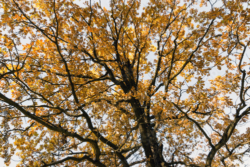 yellow oak tree in autumn