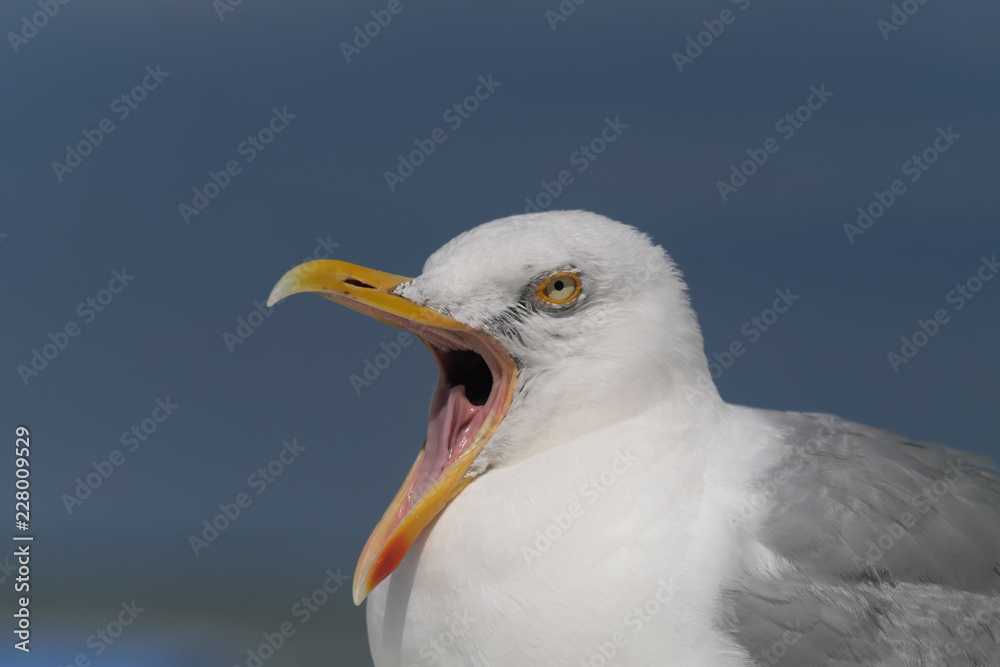 Möve mit weit geöffnetem Schnabel - Stockfoto