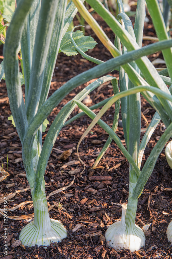 Obraz premium Fresh onion plants