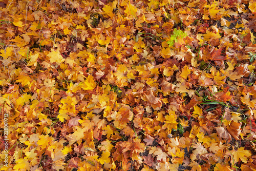 Maple leaves during autumn ...