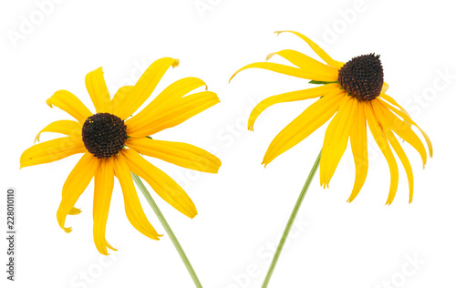 Black eyed susan- rudbeckia flowers isolated on white background.   photo