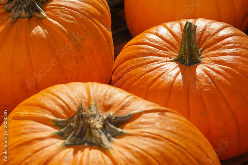 Happy Halloween or Thanksgiving card background - pile of large orange pumpkins.