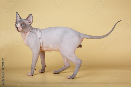 Canadian sphinx cat on colored background