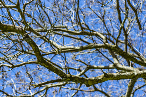 Branches of dried trees and blue sky background. A tree against a blue sky.