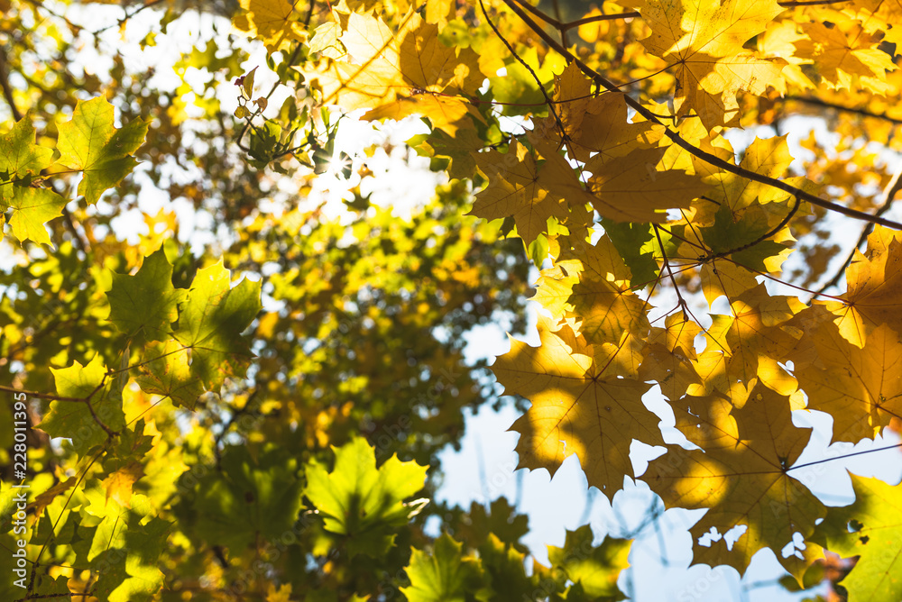 Colorful autumn leaves on tree in the middle of the forest. Photo taken from the bottom towards the blue saturated sky and the sun on warm sunny day. The most beautiful period of the year in nature. Colorful autumn leaves on tree in the middle of the forest. Photo taken from the bottom towards the blue saturated sky and the sun on warm sunny day. The most beautiful period of the year in nature.