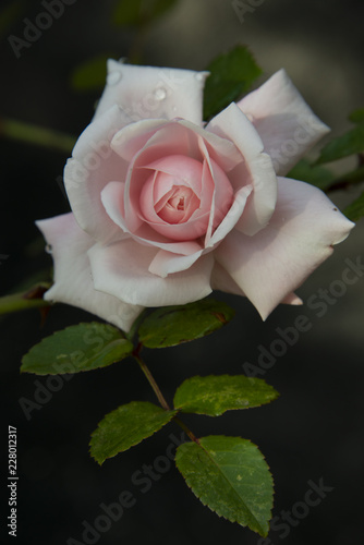 FLOWERS: rose on black