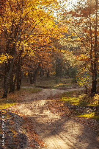 Fototapeta Naklejka Na Ścianę i Meble -  Sunlight in the autumn forest. Beautiful autumn landscape