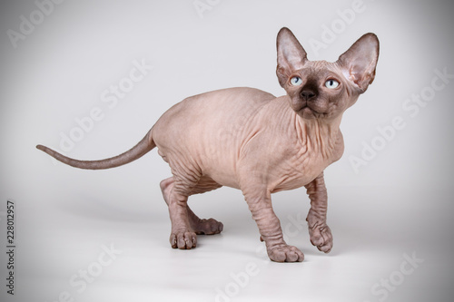 Canadian sphinx cat on colored background © Aleksand Volchanskiy