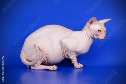 Canadian sphinx cat on colored background