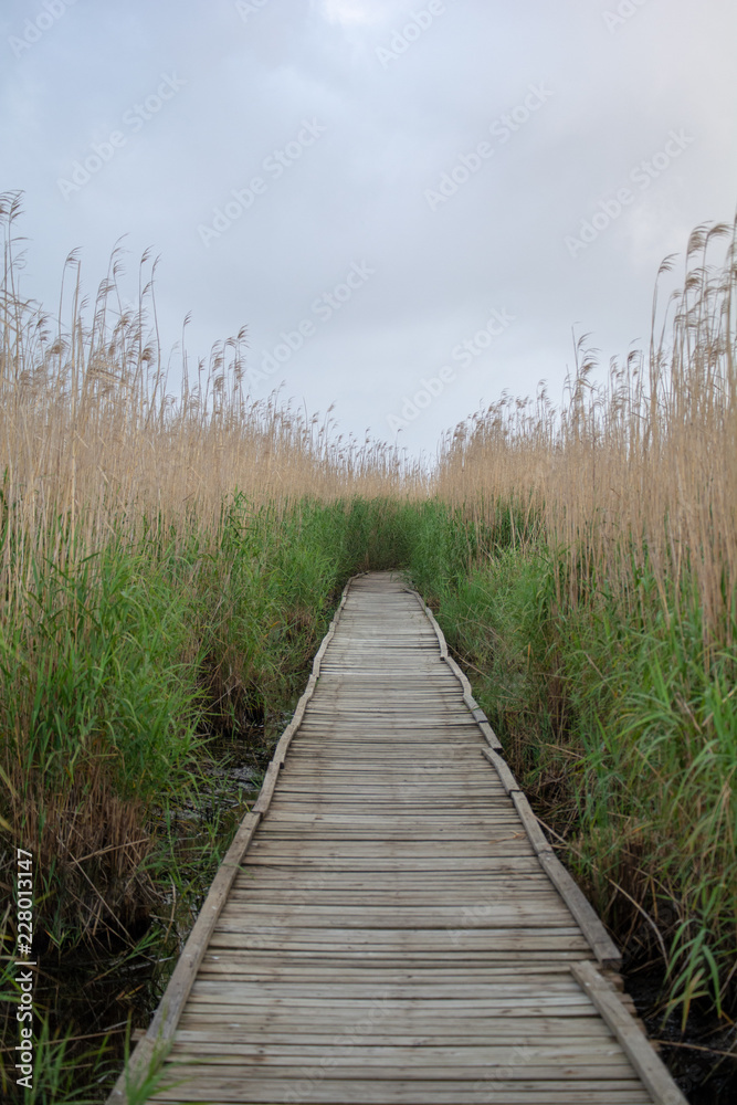 Boardwalk in grassy marsh