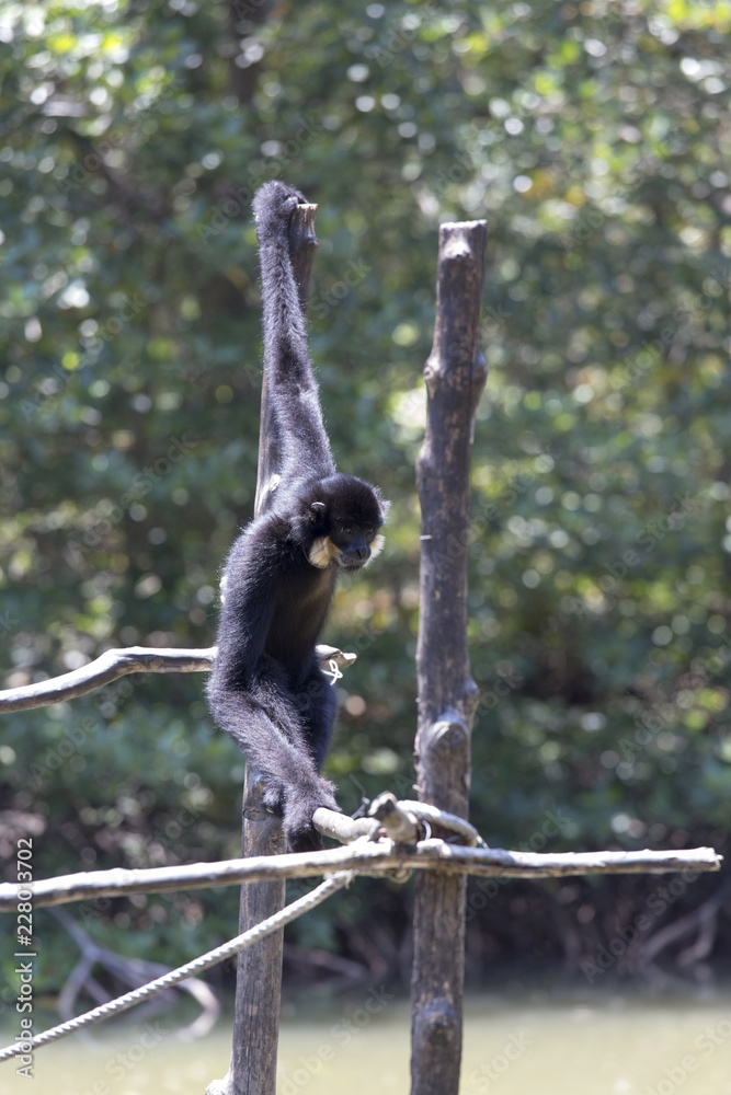 Naklejka premium male White-cheeked gibbon