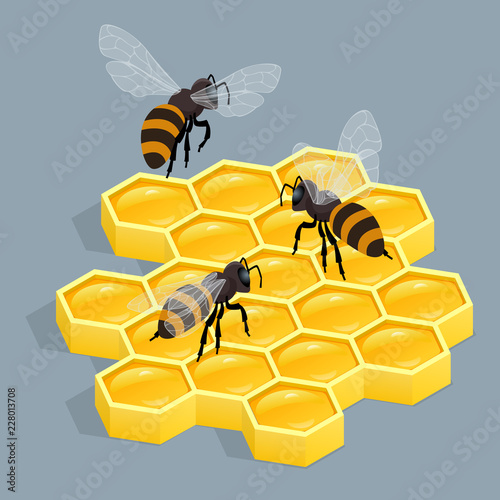 Bees on comb isolated vector isometric illustration. Sealed honeycombs. Bees crawl on honeycomb.