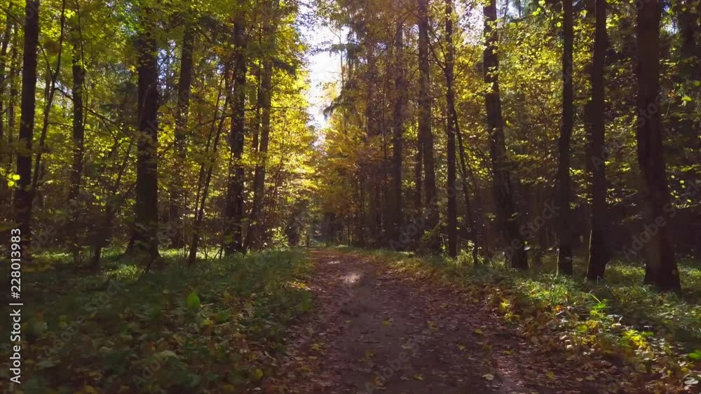 Autumn leaves fall on the forest road, and the sun shines through the autumn leaves. Autumn leaves fall on the forest road, and the sun shines through the autumn leaves.