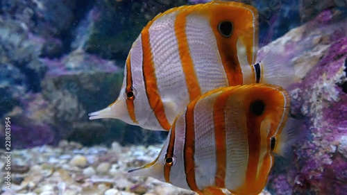 copperbanded butterflyfish or beak coralfish.  Live in the salt water, popular as ornamental fish. photo