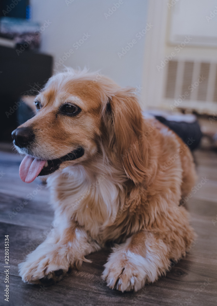 Cocker spaniel dachshund mix dog at home Stock Photo | Adobe Stock