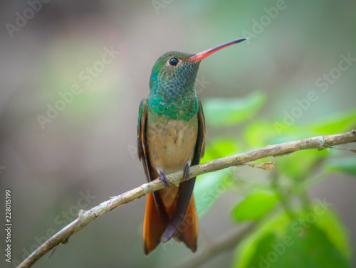 Buff Bellied Hummingbird Not Afraid Of You