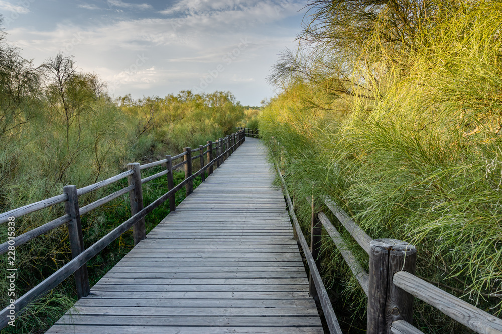 Wood path in the algarve in Portugal. Wood path in the algarve in Portugal.