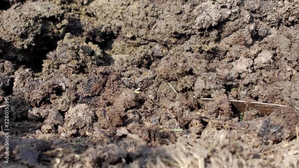 A man digs a shovel manure for fertilizing the soil when growing plants, close-up, shovel and manure, dung A man digs a shovel manure for fertilizing the soil when growing plants, close-up, shovel and manure, dung