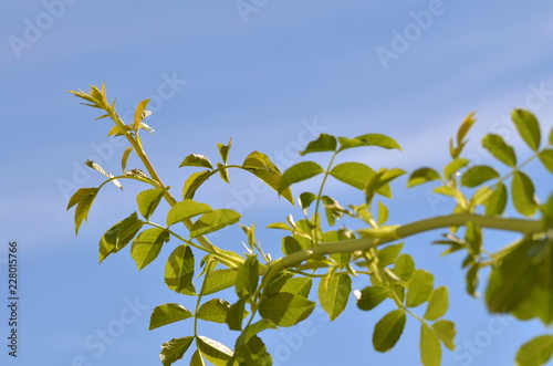 Green hip branches with a blue sky background