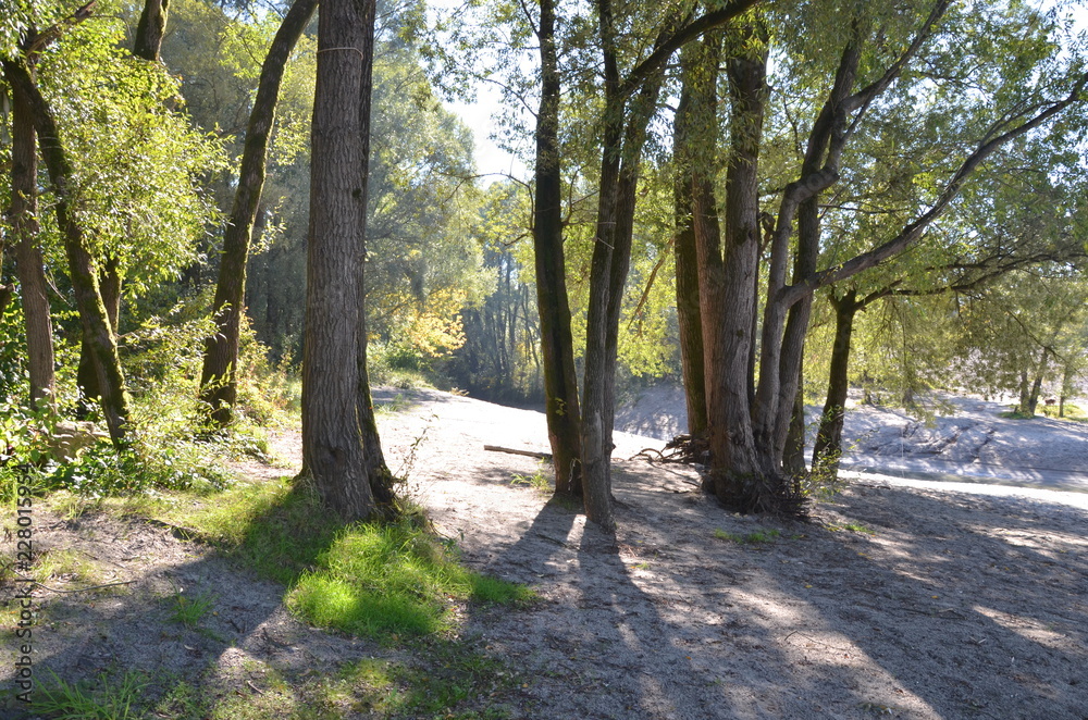 Beautiful forest scenery with sunbeams Beautiful forest scenery with sunbeams