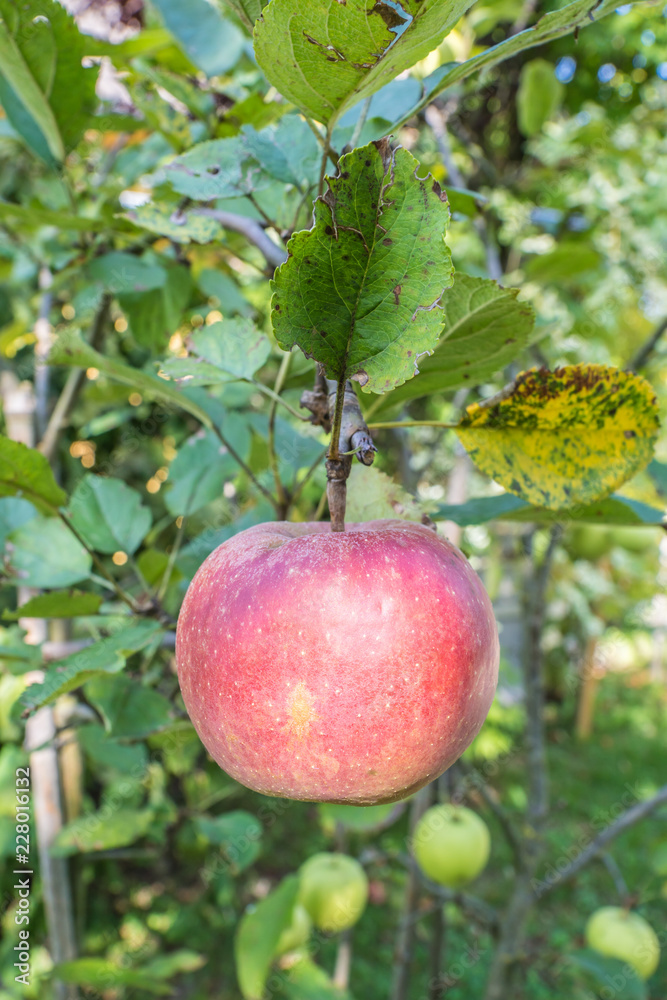 Apfel auf dem Baum Apfel auf dem Baum