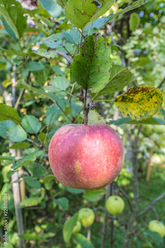 Apfel auf dem Baum