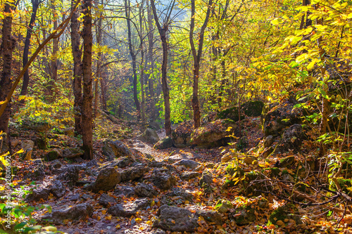 Fototapeta Naklejka Na Ścianę i Meble -  fantastic autumn nature