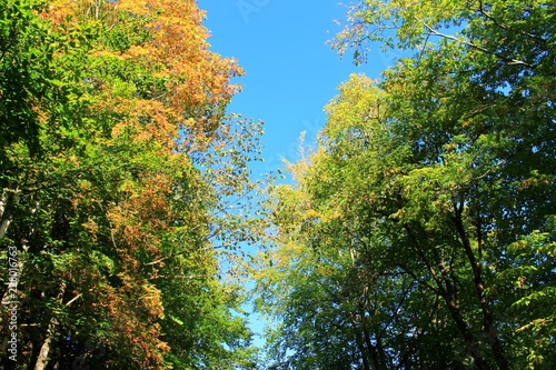 B  ume mit buntem Herbstlaub gegen blauen Himmel