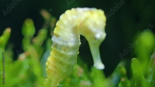 Beautiful seahorse swimming in water, hiding in seaweed ocen grass, relaxing and calm image, handheld close up shot photo