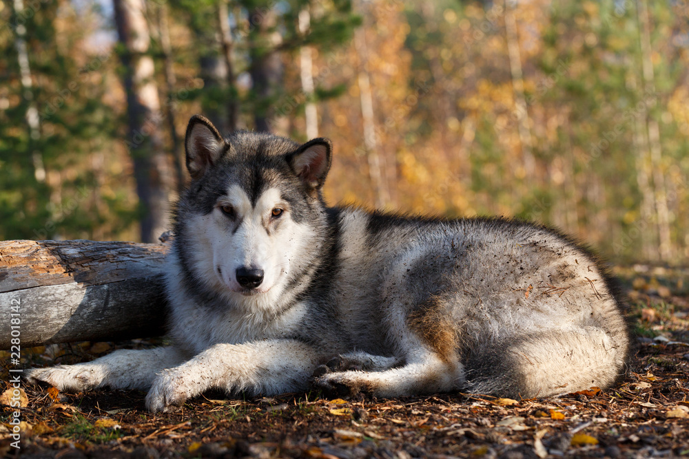 Alaskan malamute lies in the forest and looks into the camera. Looks like a wolf.