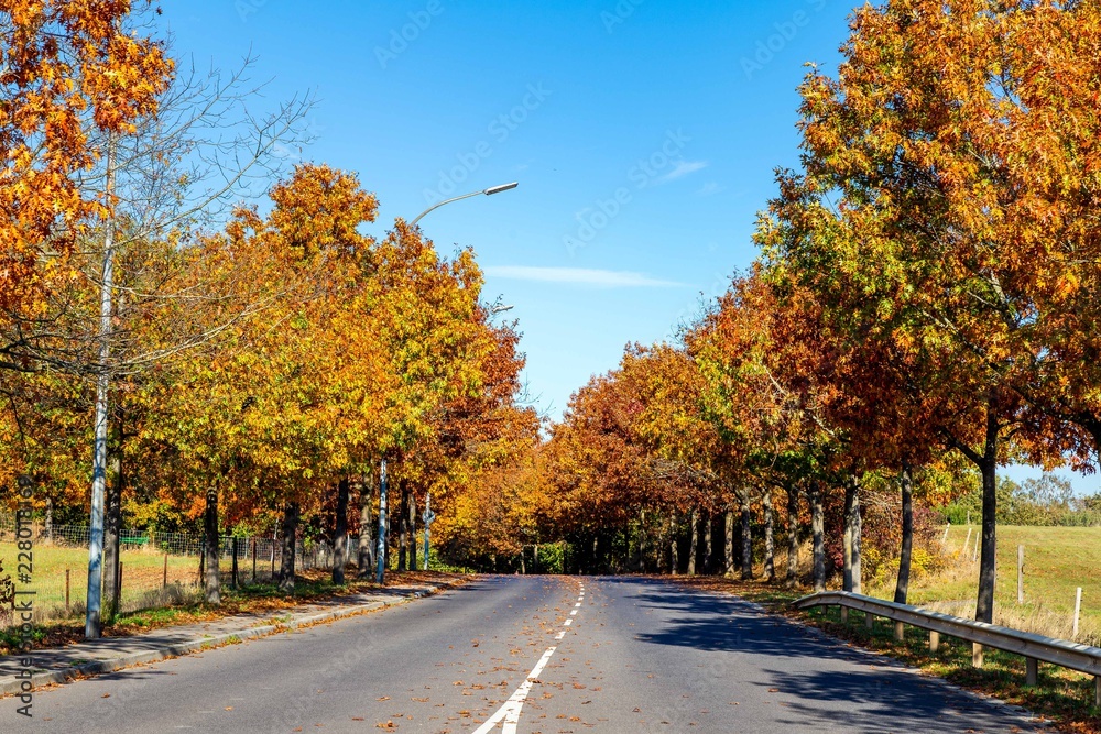 Route Automne Arbres feuilles colorées Paysage 