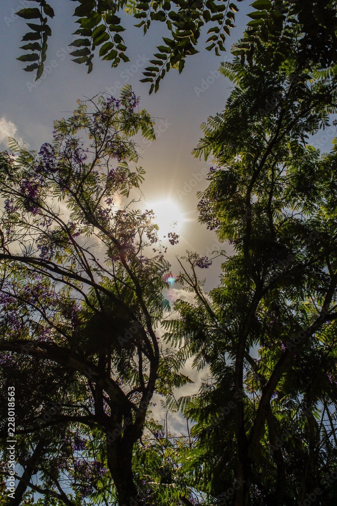 Obraz premium Céu do fim da primavera.