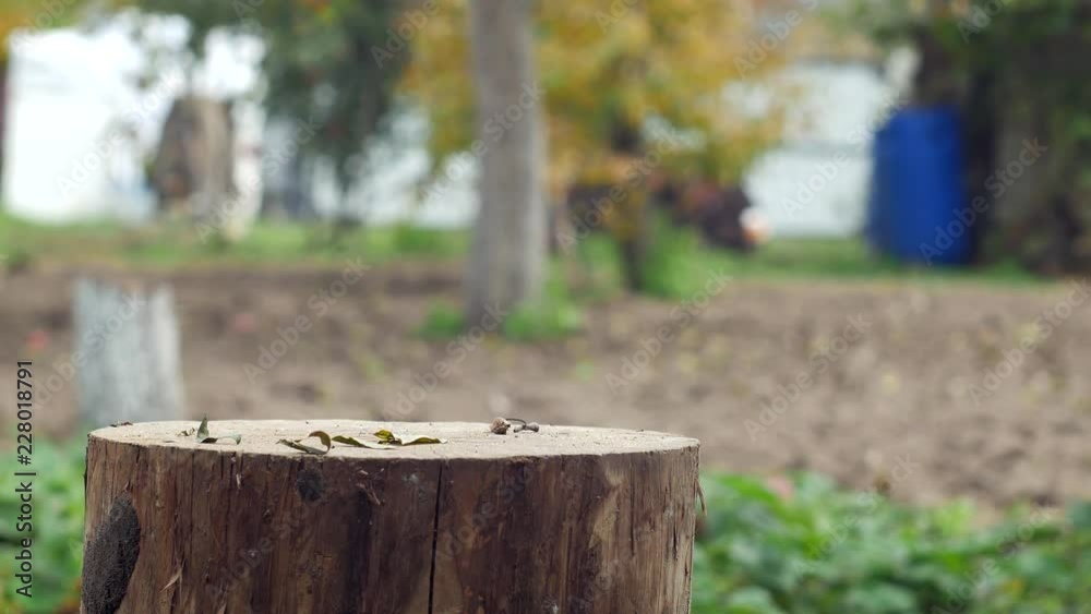 A man sticks an ax in a wooden block, close-up, firewood A man sticks an ax in a wooden block, close-up, firewood