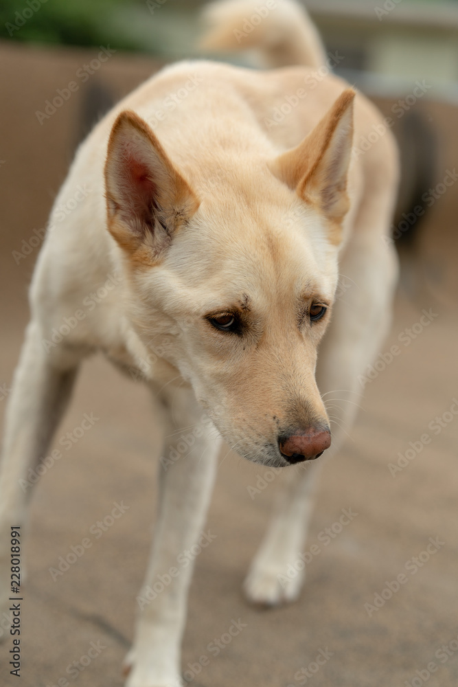 Close up of Jindo dog